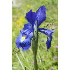 Iris